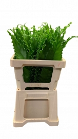 Asplenium 60cm