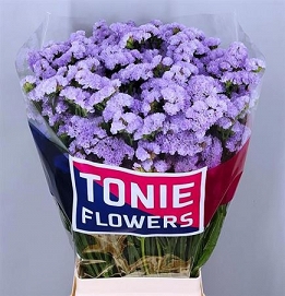 Limonium s donau birds 80cm