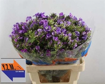 Phlox sky eyes 60cm