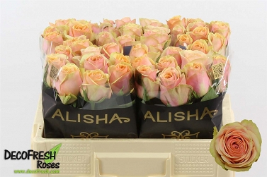 Róża dividend 50/50 alishia