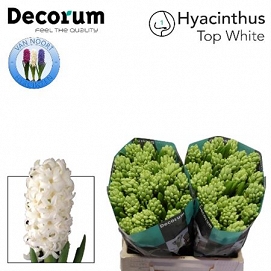 Hyacinthus top white