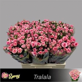 Róża tr tralala 60/60