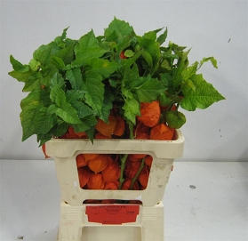 Physalis lampion 60cm