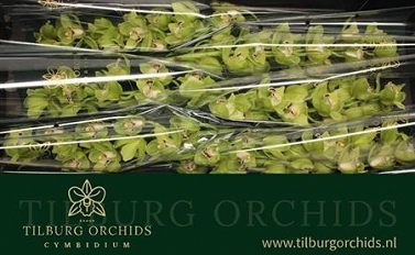 Cymbidium tak 06 80cm ovati emerald