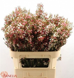 Chamelaucium my sweet 80cm