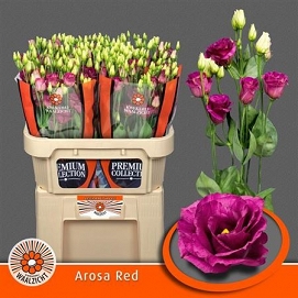 Eustoma arosa red