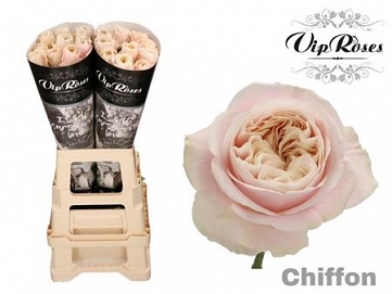 Róża chiffon 70/20 vans roses