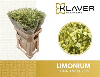 Limonium sin china lemon 80cm