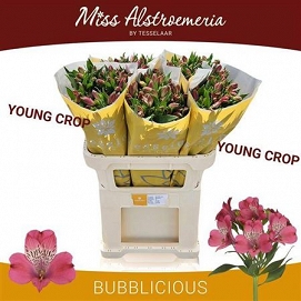 Alstromeria bubblicious