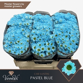 Chryzantema santini bowie pastel blue