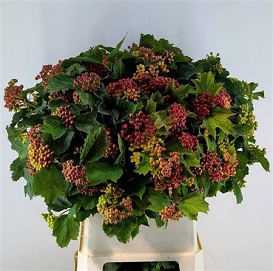 Viburnum opulus satisfactio 100cm