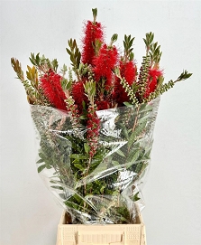 Callistemon 70cm