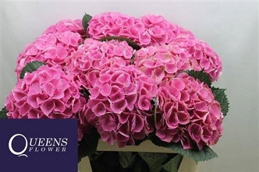 Hydrangea magic opal 80cm