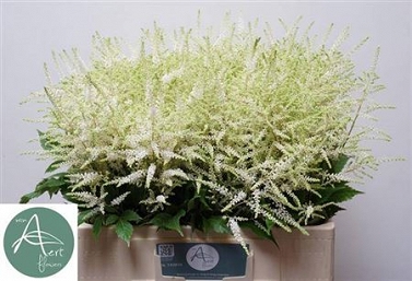Astilbe washington 60cm