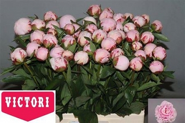 Paeonia sarah 60cm (50) victori