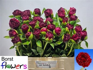 Paeonia old faithful 55cm