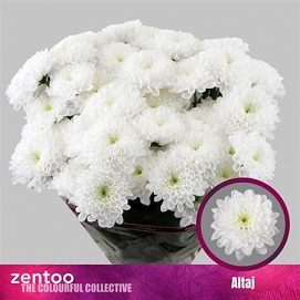 Chryzantema tr altaj