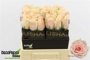 Róża harmony peach 40/40 alisha