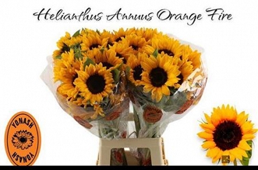 Helianthus sunrich orange 80cm (40)