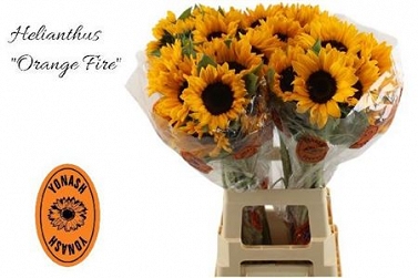 Helianthus sunrich orange 80cm (40)