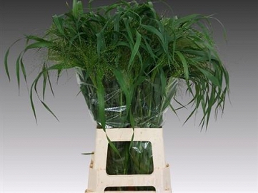 Panicum fountain 80cm