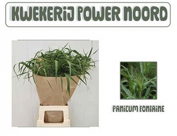 Panicum fountain 80cm