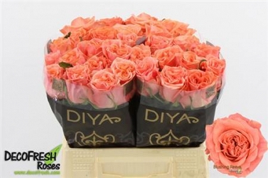 Róża blushing reeva 40/40 diya