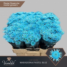 Chryzantema santini maradona pastel blue