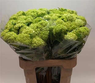 Viburnum roseum 80cm (60)