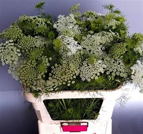 Ammi vis casablanca 80cm