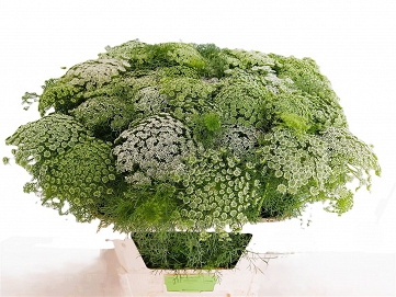 Ammi vis casablanca 80cm