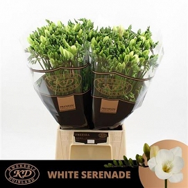 Fresia en white serenade 