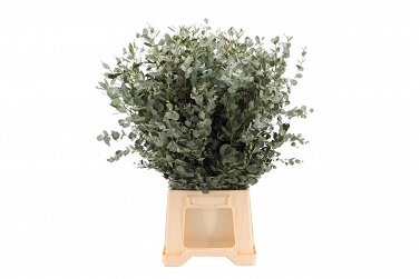 Eucalipthus gunny bundel 70cm