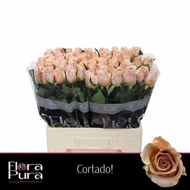 Róża cortado 60/60 florapura
