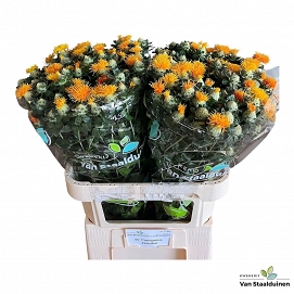 Carthamus t zanzibar 80cm