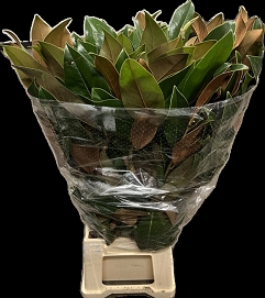 Magnolia blad 70cm