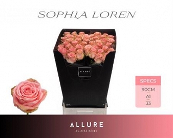 Róża sophia loren 90/40 allure