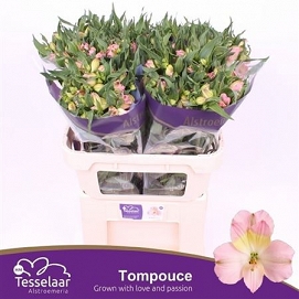 Alstromeria tompouce ex 100g