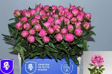 Paeonia alex fleming 60cm (50)
