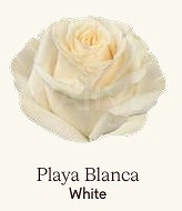 Róża eq playa blancal 60/50