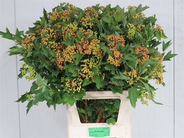 Viburnum opulus compactum 80cm