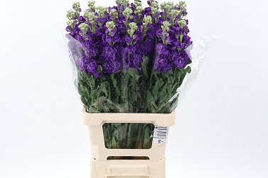 Matthiola phantom purple 70cm