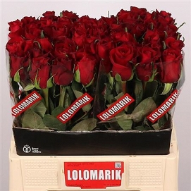 Róża ever red 60/50 lolomark