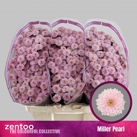 Chryzantema santini miller pearl