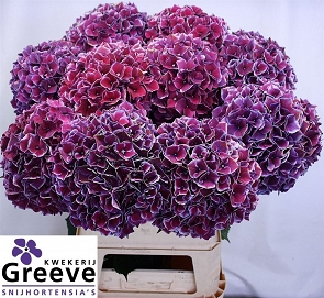 Hydrangea m mag ruby glow 90cm