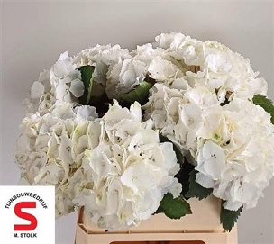 Hydrangea m schneeball 75cm