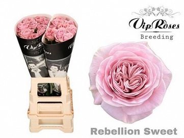 Róża rebelion sweet 70/20 vip