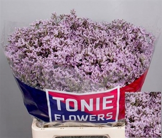 Limonium tall emille 70cm