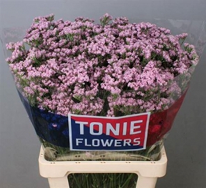 Limonium tall emille 70cm