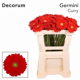 Gerbera mini curry